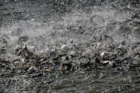 44 pangasius farms received ASC certification