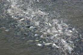 Mekong Deltas fishery output to reach 3.5 million MT by 2020