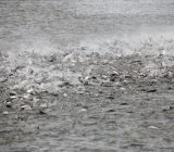 FDI flow of more than US$310 million into fishery