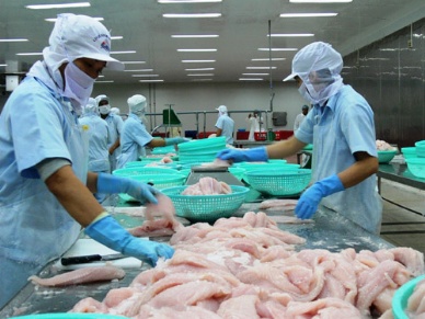 Dong Thap supplying 70 percent of pangasius seeds in Mekong Delta