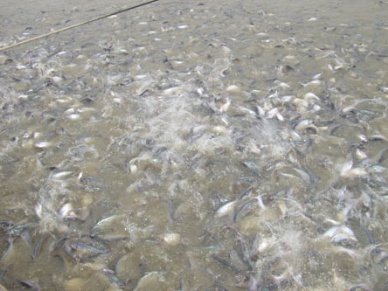 Tien Giang’s pangasius aquaculture in difficulty