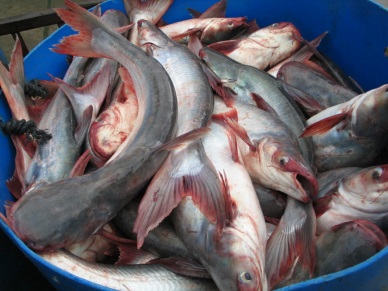 Dong Thap sustainable development for pangasius  