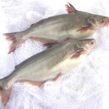 Downing pangasius exports to Mexico in September