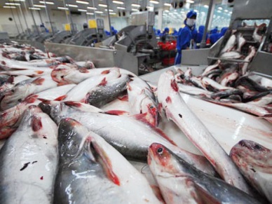 Slight rise in price for raw pangasius