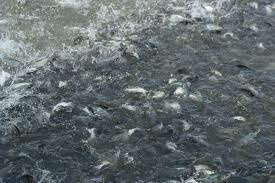 2013 Pangasius production down, its price up