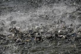 Vinh Long harvested 56,000 MT pangasius