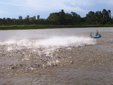 Down in pangasius farming areas in Mekong Delta