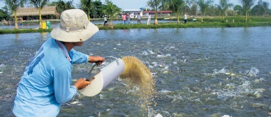 Ho Chi Minh City reorganizing fishery production chain