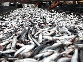 Peru More resources for frozen industry