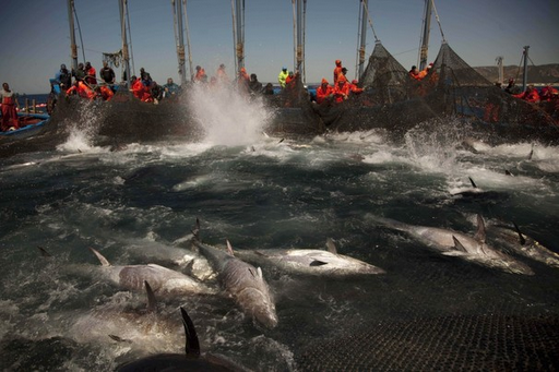 BFAR optimistic about lifting of tuna ban 