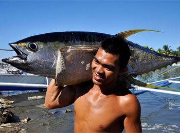 Philippine Yellowfin Tuna Output Up 25% In 1st Qtr