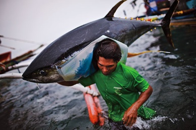 TCAP Philippine Landings Up, Tuna Production 50% Down