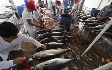 Philippines Q1 fisheries output down by 3.25% 