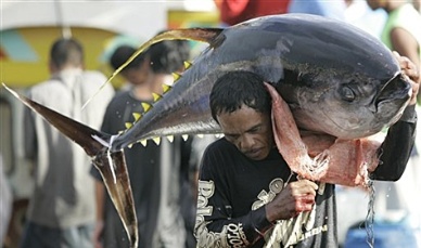 Philippines Into EU’s New Round For Duty-free Tuna Imports