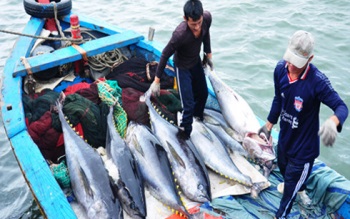 Phu Yen Tuna catch increased by nearly 5% 