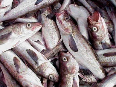 Low pollock prices in Europe see US catchers drop PBO production