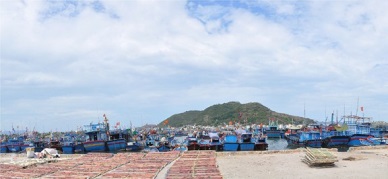 Nha Trang to build a market for tuna auctions in Hon Ro port