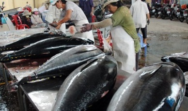 Positive signals for canned tuna exports