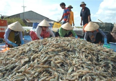 Raw shrimp price increasing