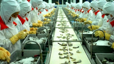 Potential for Viet Nams whole shrimp export to Australia
