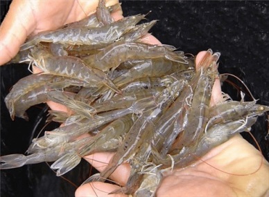 Vietnam whiteleg shrimp exports grew strongly after 5 years