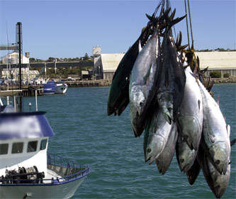 Tuna quota limit determined 