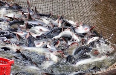Pangasius exports to ASEAN awaiting revival after COVID-19