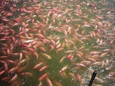 Dong Thap Farming red tilapia under GlobalGap
