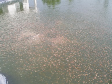 Vietnam exports 20,000 tilapia broodstock to South America