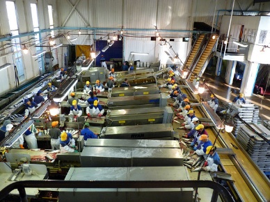 Russia plans to spend $1.1 billion modernizing fish processing plants Pollock producers critical