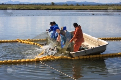 Russias total seafood catch up marginally so far in 2013 as pollock landings fall, but cod ticks up