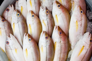 Russia ups fish catch 4.1% since start of 2013 led by pollock