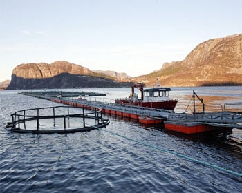 Salmon production drop expected in 2014