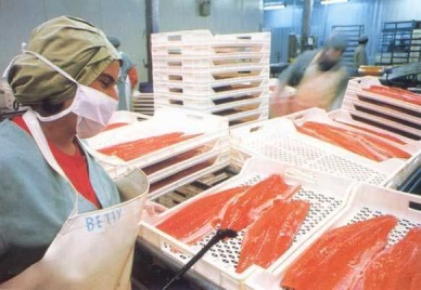 Salmon export prices rise in first quarter