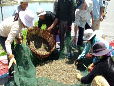 Vietnam’s fish production hit almost 5.5 million MT