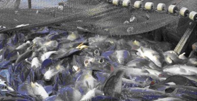 Fish production estimated to hit over 423,000 MT in April
