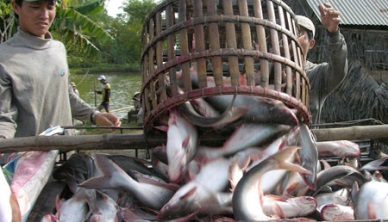 Fish production hit 2.8 million MT, up 4 percent