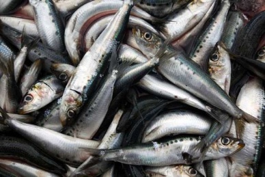Import tax for frozen sardine lowered 