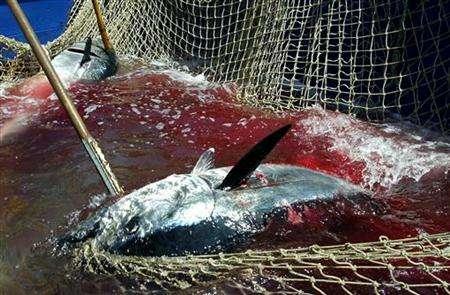 Stricter Rules to Save Bluefin Tuna, Approval of EU-Mozambique Deal