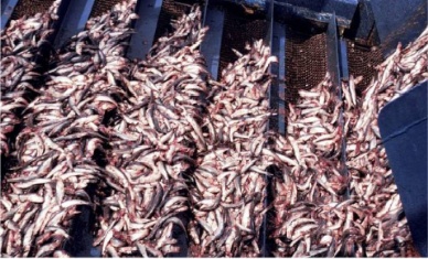 Strong fishmeal demand from China, Germany