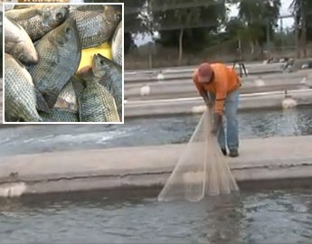 Tilapia production falls in Sinaloa