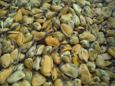 Chilean mussel industry expects to resolve seed shortage in 2013 and explore Brazilian market