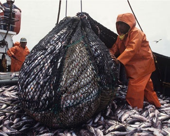 Slight rise of fish landings in October