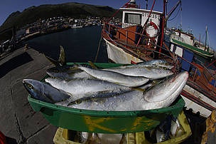 WWF calls for global seafood traceability system