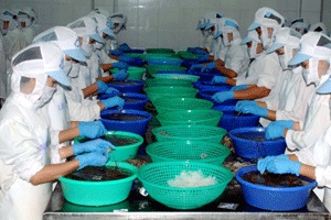 Seanamico Shrimp exports to Europe increased by 10%