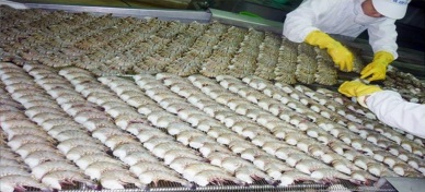 Black tiger shrimp sharing 70 percent of exports of Seanamico