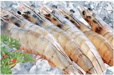 Seaprodex Factory No16’s US$5 million of whiteleg shrimp 