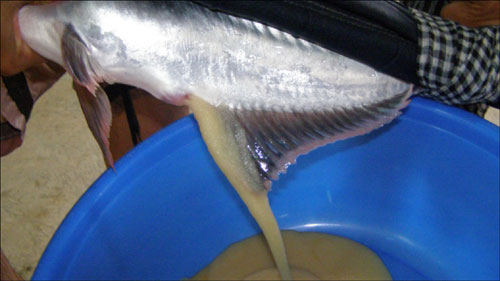 Shortage of 70 percent of pangasius seed