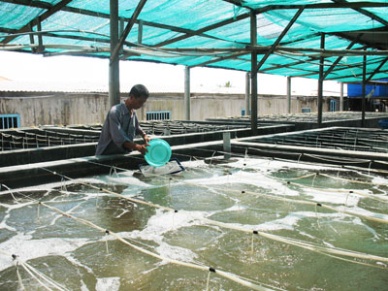 Producing more whiteleg shrimp seed