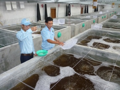 Ninh Thuan Shrimp seed production up 67 percent 